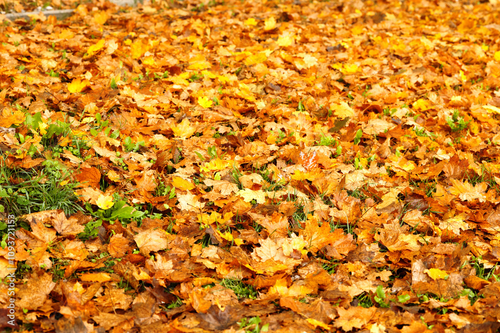 Autumn yellow maple leaves create an abstract background Autumn yellow maple leaves create an abstract background