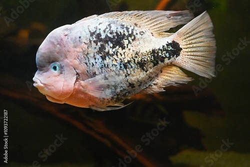 Rainbow Cichlasma (Cichlasoma synspilum) - large fish of the class Leukopia. photo