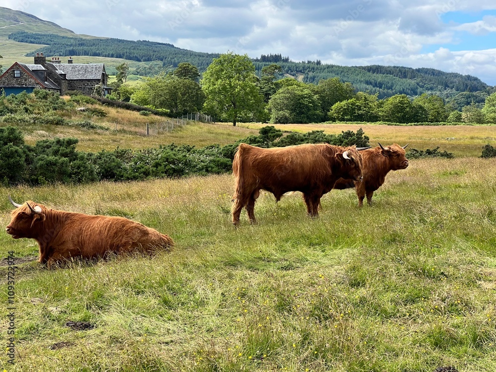 scottish highland cows on the meadow scottish highland cows on the meadow