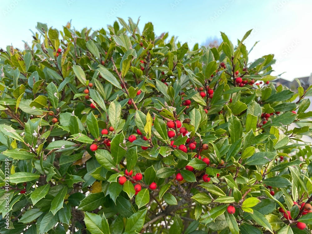 Red Holly berries on a green bush with the sky in the background Red Holly berries on a green bush with the sky in the background