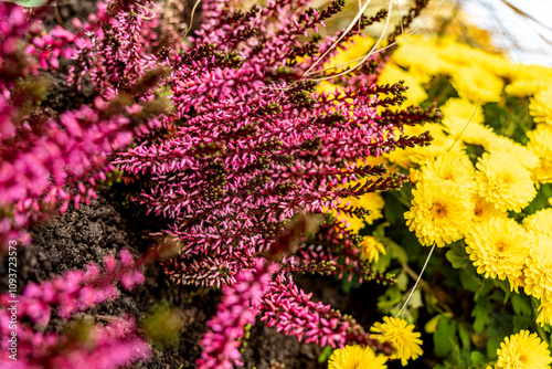 Schilderij op canvas les plantes d'automne
