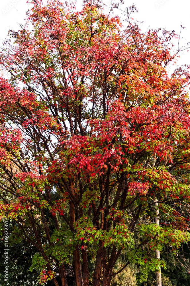 les feuilles rouges jaunes orangés de automne les feuilles rouges jaunes orangés de automne