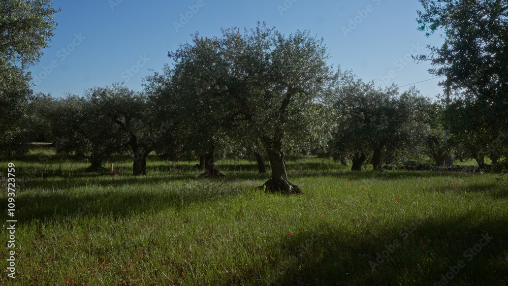 Puglia's lush olive groves bathed in sunlight, showcasing the sturdy olive trees in an idyllic italian countryside setting. Puglia's lush olive groves bathed in sunlight, showcasing the sturdy olive trees in an idyllic italian countryside setting.