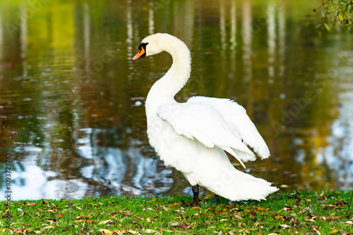 Fototapeta Naklejka Na Ścianę i Meble -  Le cygne est au parc à l'orangerie à Strasbourg