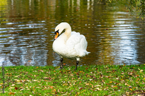 Fototapeta Naklejka Na Ścianę i Meble -  Le cygne est au parc à l'orangerie à Strasbourg