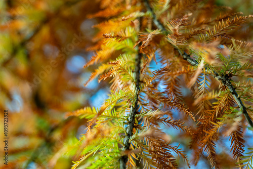 Les feuilles d'automne  photo