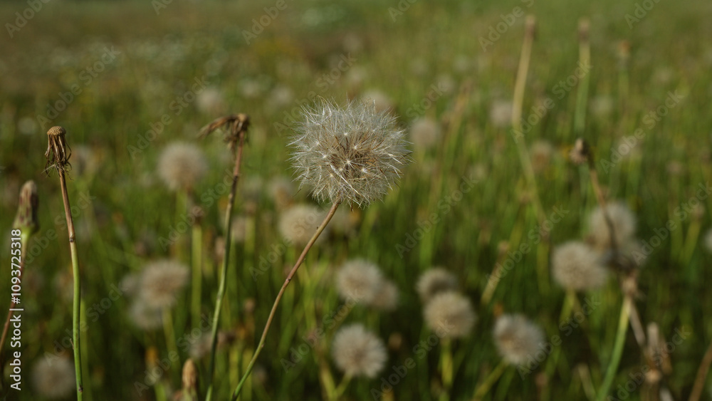 Close-up of a fluffy dandelion, taraxacum officinale, in a green field in puglia, italy, showcasing the delicate seed heads in a serene outdoor setting. Close-up of a fluffy dandelion, taraxacum officinale, in a green field in puglia, italy, showcasing the delicate seed heads in a serene outdoor setting.
