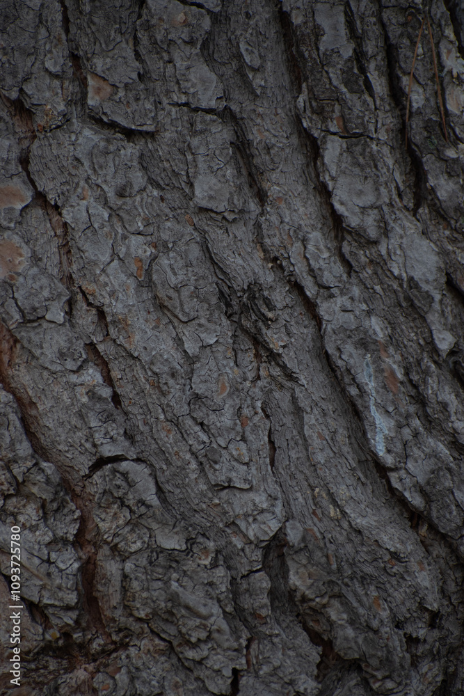 Close-up of textured grey tree bark showcasing its intricate natural patterns, perfect for a nature background Close-up of textured grey tree bark showcasing its intricate natural patterns, perfect for a nature background