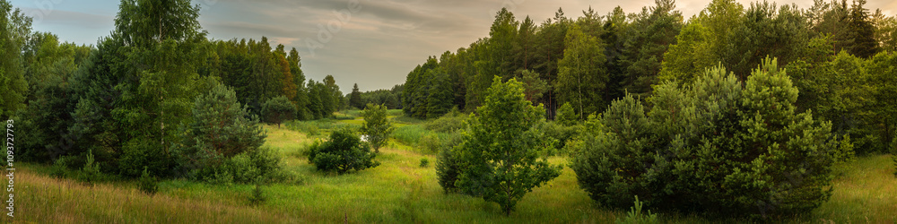 summer woodland landscape. dense coniferous forests with a marshy meadow overgrown with lush grass between them in warm evening light. widescreen panoramic side view in 20x5 format summer woodland landscape. dense coniferous forests with a marshy meadow overgrown with lush grass between them in warm evening light. widescreen panoramic side view in 20x5 format