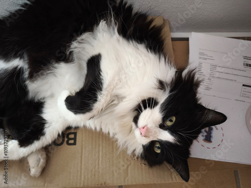 Konstfotografi Ragamuffin cat lies on the new package next to the delivery note