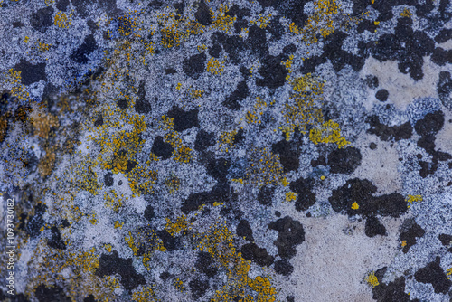 Εκτύπωση καμβά Map Lichens (Rhizocarpon)