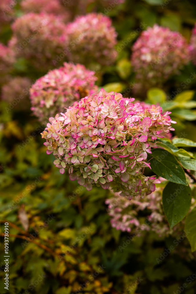 Close Up of Vibrant Pink Hydrangea Flowers with Green Leaves Close Up of Vibrant Pink Hydrangea Flowers with Green Leaves
