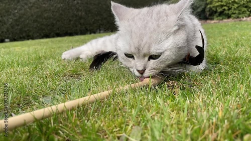 grey scottish cat enthusiastically licking feather wand toy treated with catnip on green lawn in garden, having fun with owner, cat treat, time with pet,