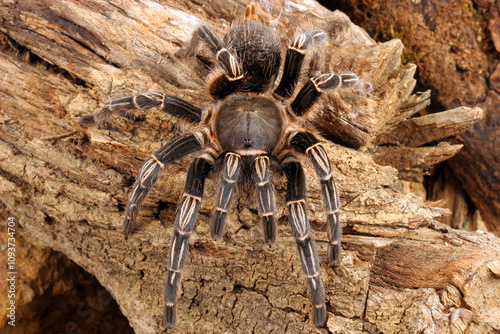 Zebra Tarantula (Aphonopelma seemani) in a natural setting.