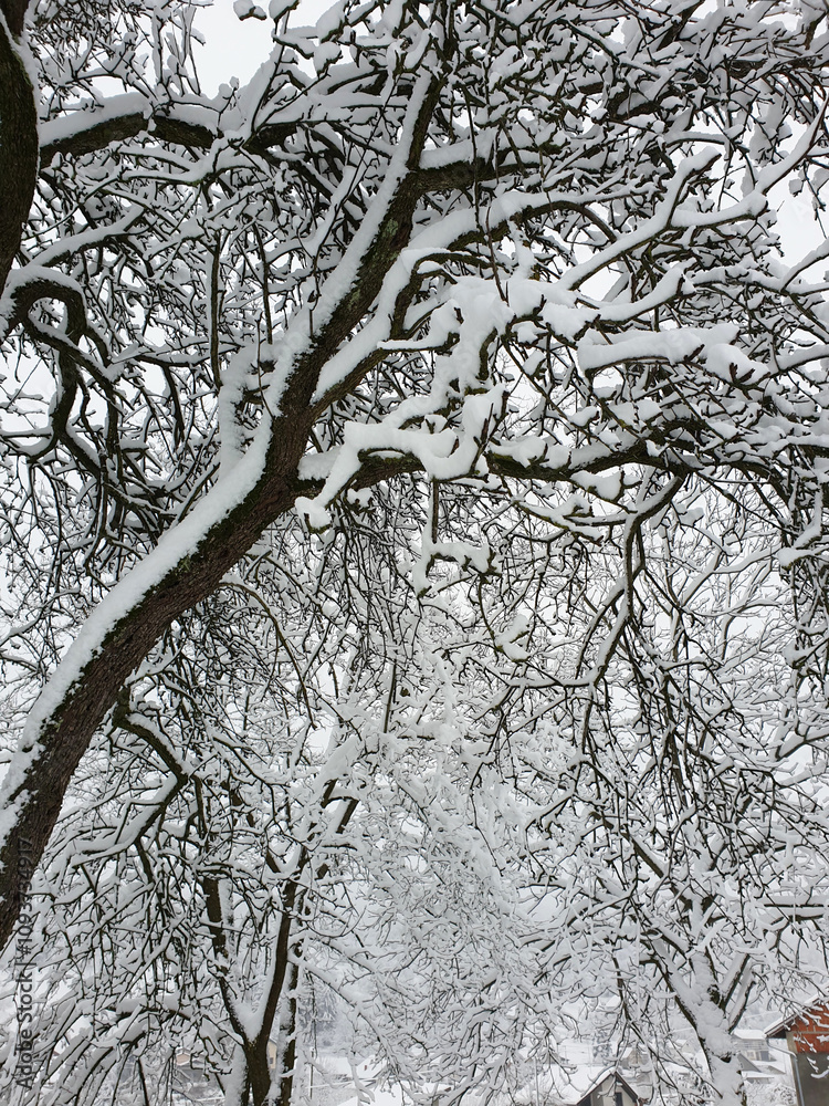 old tree under white snow - cold winter