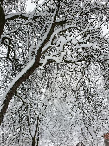 Obraz na płótnie old tree under white snow - cold winter w salonie