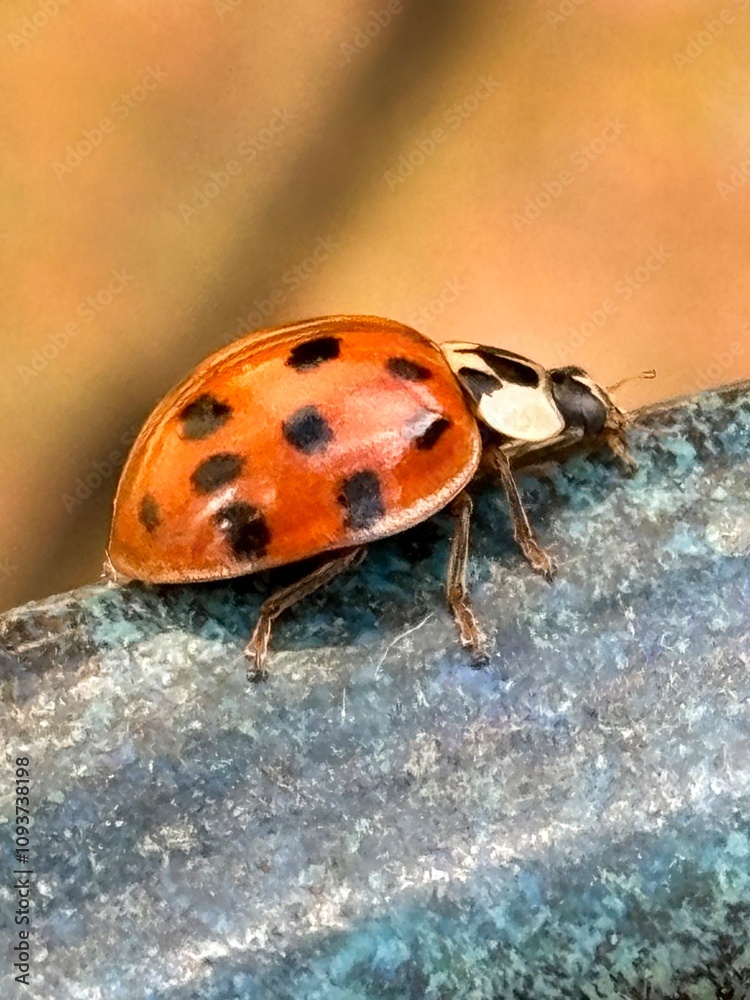Fototapeta premium ladybug on a leaf
