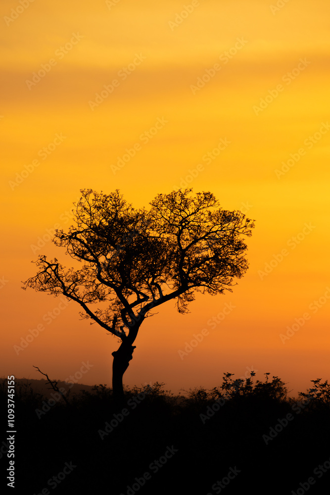 lever de soleil dans le Parc National Kruger, Afrique du Sud lever de soleil dans le Parc National Kruger, Afrique du Sud