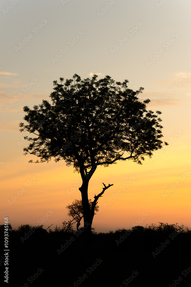 lever de soleil dans le Parc National Kruger, Afrique du Sud lever de soleil dans le Parc National Kruger, Afrique du Sud