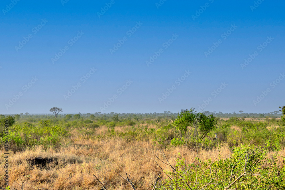 vue des plaines du parc kruger vue des plaines du parc kruger