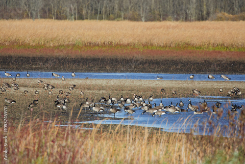 Migration Flock of geese. English name this species is Greater White-fronted Geese