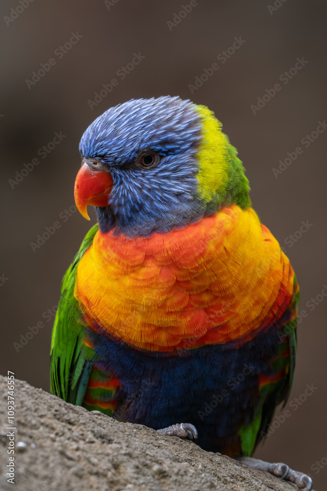 Lori mountain parrot on a rock.
Lori mountain parrot on a rock.