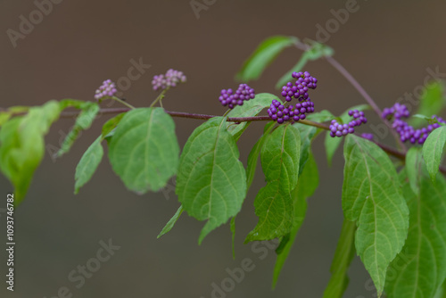 Forked mulberry and its purple fruits.
 photo