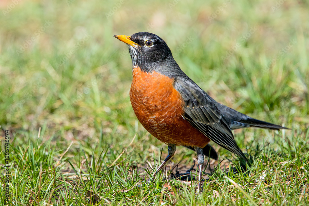 American Robin (Turdus migratorius) American Robin (Turdus migratorius)