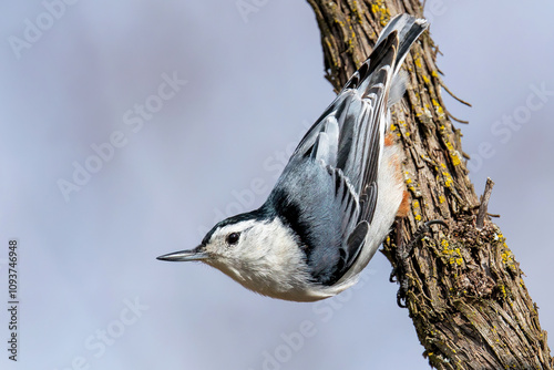 White-breasted Nuthatch (Sitta carolinensis)