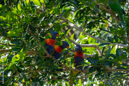 parrot on a branch