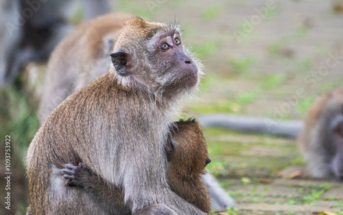Macaques monkeys malaysia southeast asia close up animals