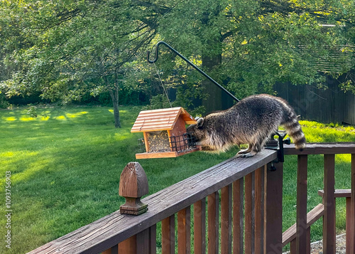 Raccoon eating corn out of a bird feeder