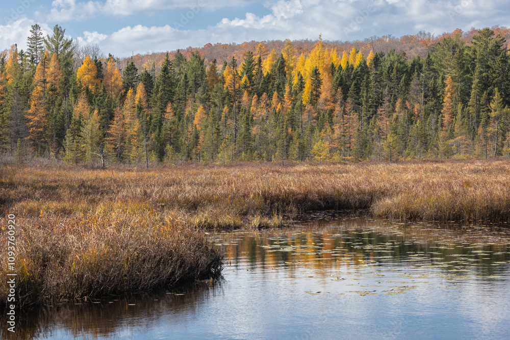 Golden tamarack trees in a mixed forest of autumn leaves in Spruce Bog Algonquin Park in late October Golden tamarack trees in a mixed forest of autumn leaves in Spruce Bog Algonquin Park in late October