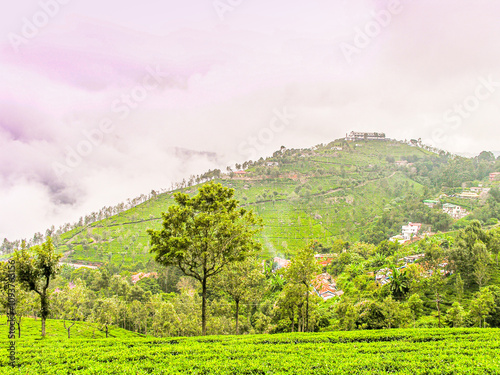 Tea gardens