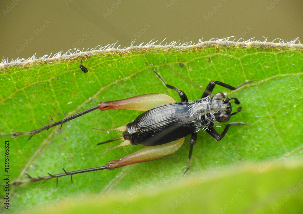Small black cricket on the leaf Small black cricket on the leaf