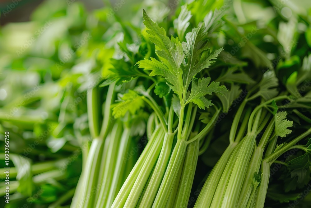 Fresh celery stalks are bundled together, creating a vibrant green and healthy background