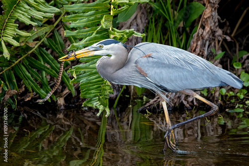 Great Blue Heron and the snake (Ardea herodias)