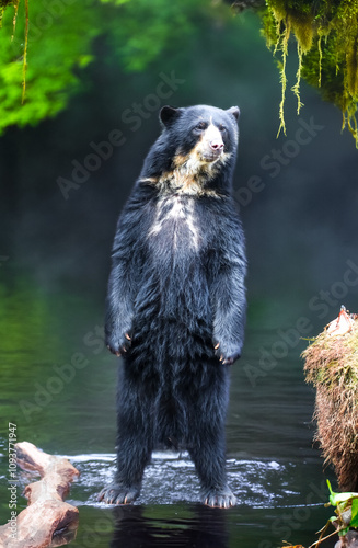 South american Spectacled bear (Tremarctos ornatus) sitting on wooden dais in selective focus.  photo