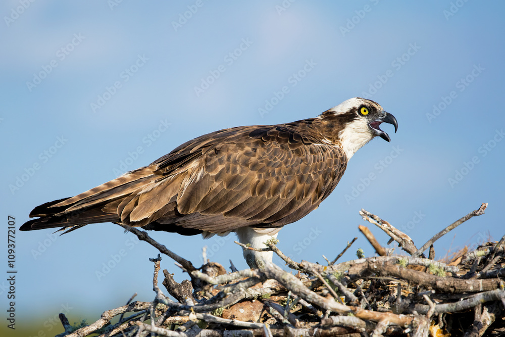 Osprey in the nest (Pandion haliaetus) Osprey in the nest (Pandion haliaetus)