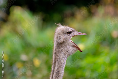 Selective focus of a young simply ostrich head with long neck, The common ostrich is a species of flightless bird native to certain large areas of Africa, It is one of two extant species of ostriches.