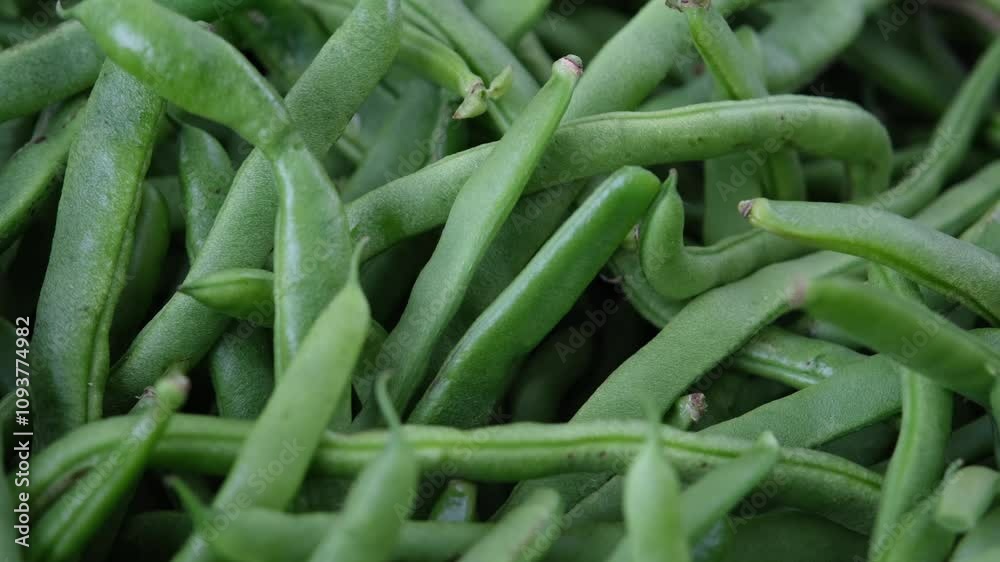Bunch of fresh young green beens are on display Bunch of fresh young green beens are on display