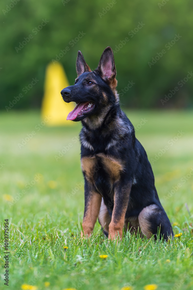 German Shepherd puppy on the green grass in a summer or spring day German Shepherd puppy on the green grass in a summer or spring day