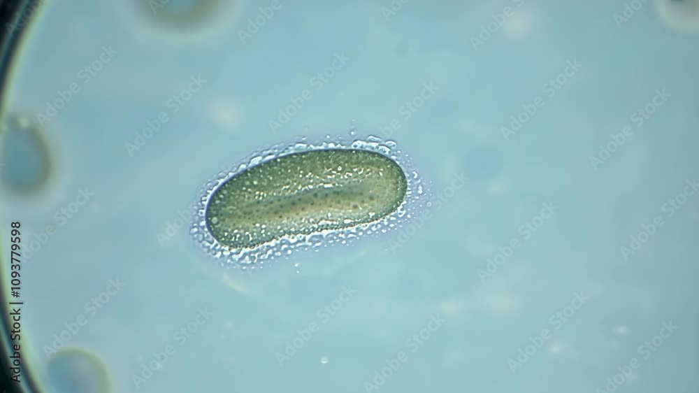Amoeba is moving slightly under a microscope