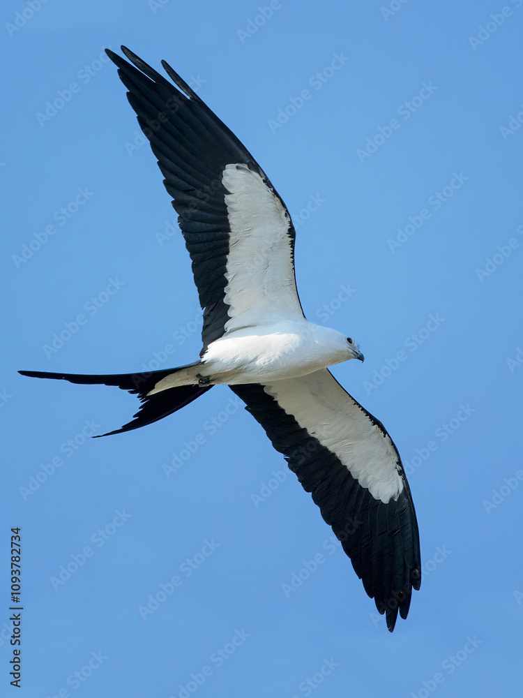 Elanoides forficatus, Swallow-tailed Kite Elanoides forficatus, Swallow-tailed Kite