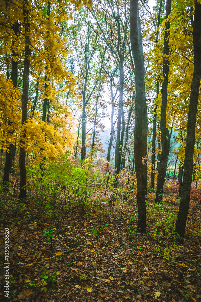 Fototapeta premium a meadow strewn with bright leaves in an autumn forest, with yellow, orange and green leaves. Autumn atmosphere