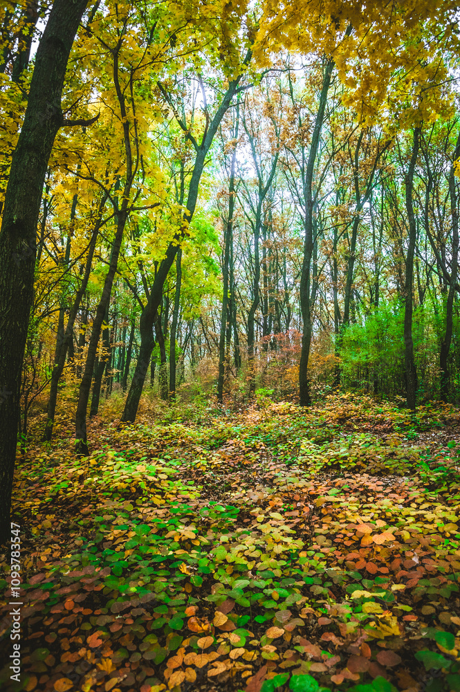 a meadow strewn with bright leaves in an autumn forest, with yellow, orange and green leaves. Autumn atmosphere a meadow strewn with bright leaves in an autumn forest, with yellow, orange and green leaves. Autumn atmosphere