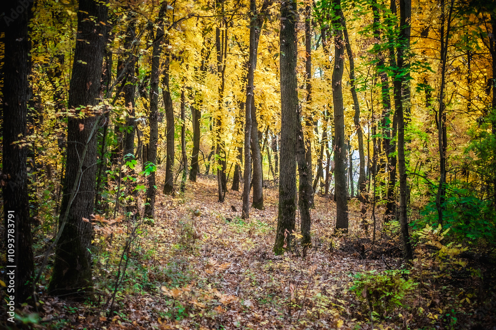 a meadow strewn with bright leaves in an autumn forest, with yellow, orange and green leaves. Autumn atmosphere a meadow strewn with bright leaves in an autumn forest, with yellow, orange and green leaves. Autumn atmosphere
