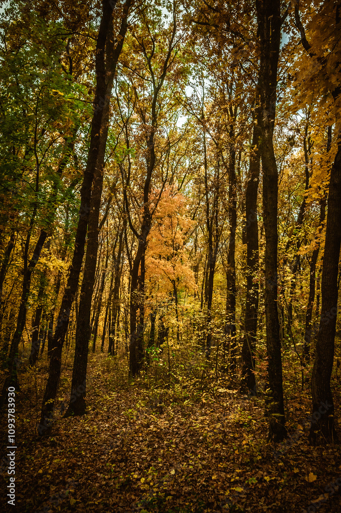 Fototapeta premium a meadow strewn with bright leaves in an autumn forest, with yellow, orange and green leaves. Autumn atmosphere