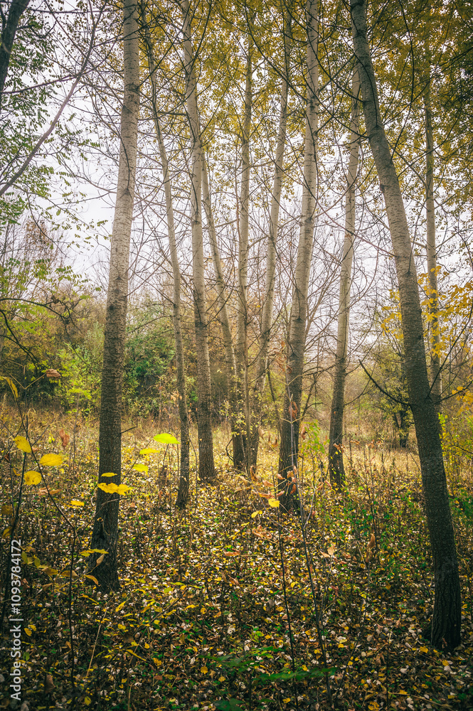 Obraz premium a clearing in a forest strewn with dry leaves, with trees growing on it, against a background of green bushes and a white cloudy sky