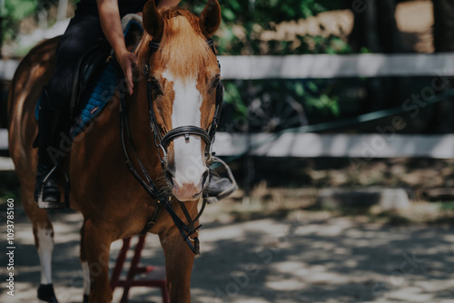 A person gently pets a brown horse wearing a bridle, in a sunny outdoor setting. The scene conveys calmness and connection between human and animal. Ideal for themes of nature and companionship. photo